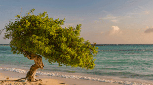 Aruba Ed Card Online Aruba ed card apply online