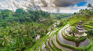 Indonesia ecd custom declaration