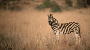Kenya eTA application